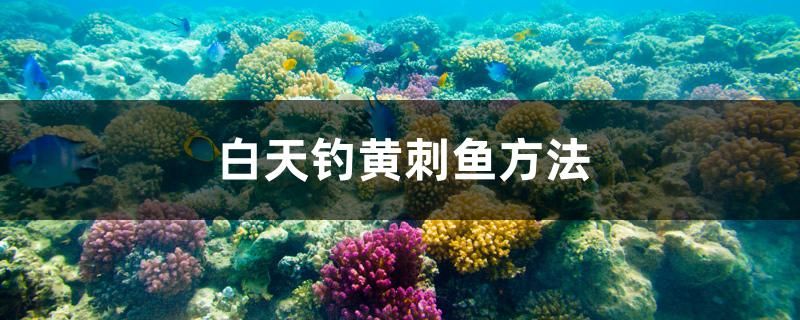 白天釣黃刺魚方法