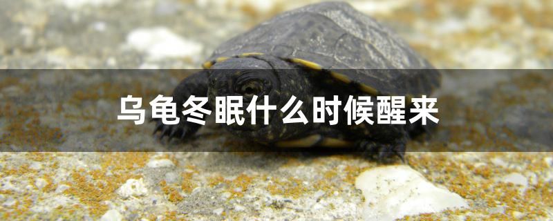 烏龜冬眠什么時候醒來 朱巴利魚苗