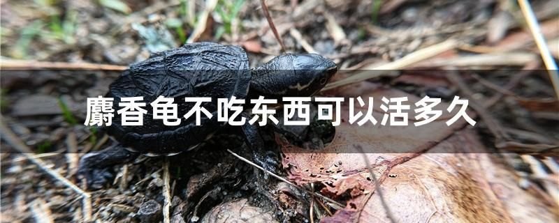 麝香龜不吃東西可以活多久