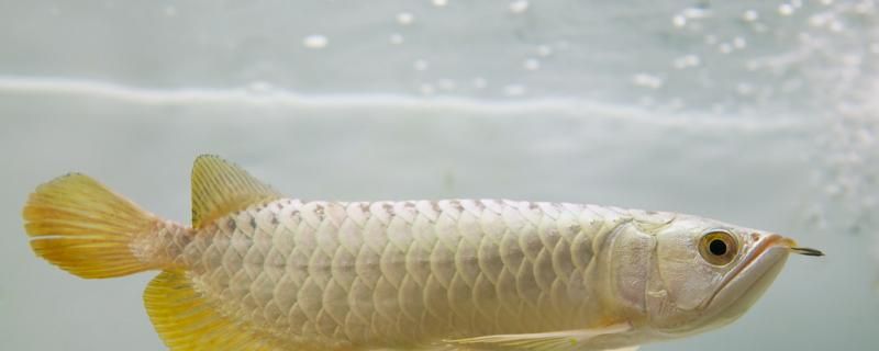 龍魚水位多少高合適水溫多高合適 海象魚