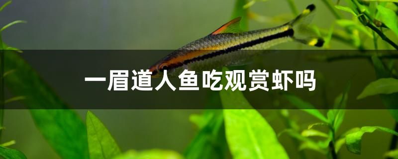 一眉道人魚吃觀賞蝦嗎 森森魚缸