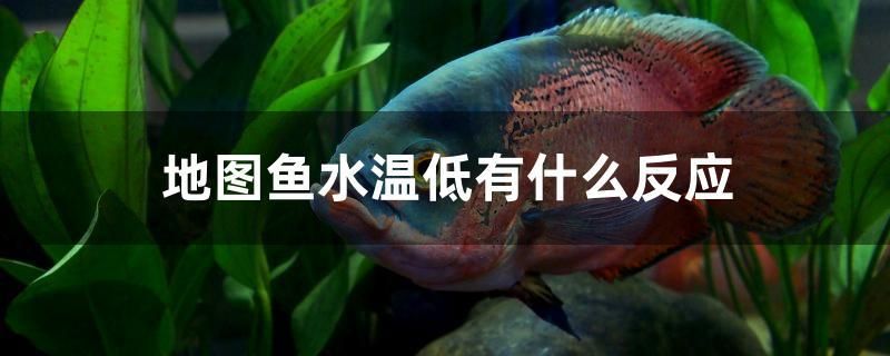 地圖魚(yú)水溫低有什么反應(yīng) 海象魚(yú)