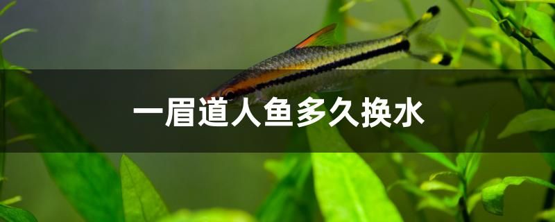 一眉道人魚多久換水 黑金魟魚