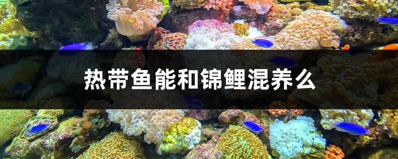 沈陽觀賞魚魚苗繁殖基地電話號碼查詢（沈陽觀賞魚魚苗繁殖基地電話號碼查詢是多少） 仟湖