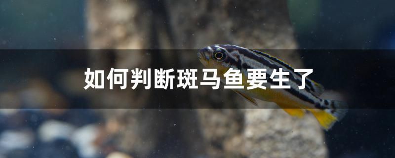 如何判斷斑馬魚(yú)要生了 虎魚(yú)魚(yú)苗