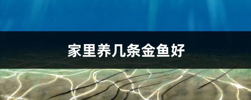 家里養(yǎng)幾條金魚好 水溫計