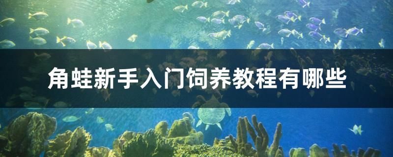 角蛙新手入門飼養(yǎng)教程有哪些 2024第28屆中國國際寵物水族展覽會CIPS（長城寵物展2024 CIPS）