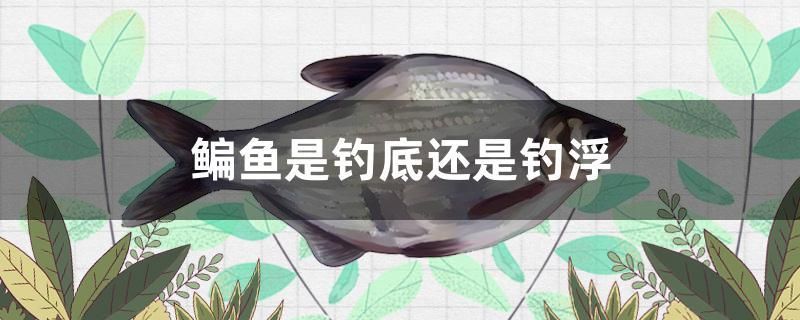 鳊魚是釣底還是釣浮