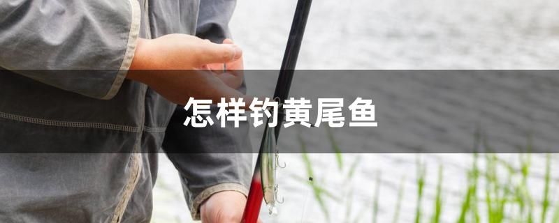 怎樣釣黃尾魚(yú) 馬拉莫寶石魚(yú)