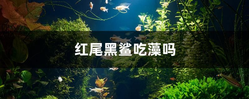 紅尾黑鯊吃藻嗎 魟魚相關