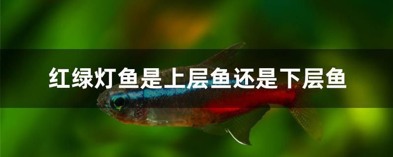 紅綠燈魚是上層魚還是下層魚 殺菌消毒設(shè)備