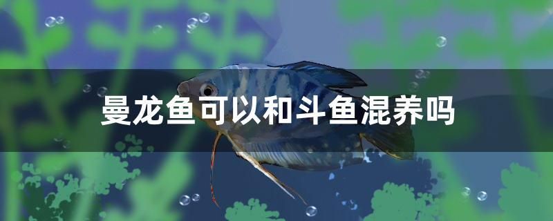 曼龍魚可以和斗魚混養(yǎng)嗎