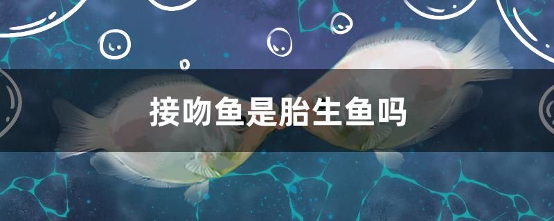 接吻魚是胎生魚嗎 黃金斑馬魚