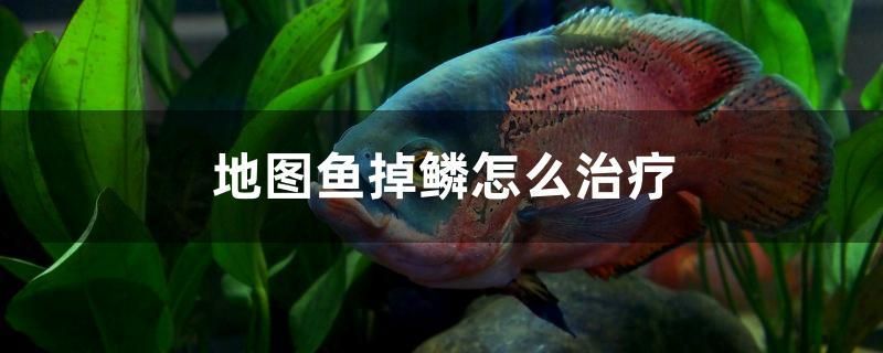 咸陽(yáng)哪里有賣(mài)魚(yú)缸的地方?。ㄎ壹乙贿M(jìn)門(mén)對(duì)面想放個(gè)魚(yú)缸做玄關(guān)不知道好不） 紅白錦鯉魚(yú) 第2張