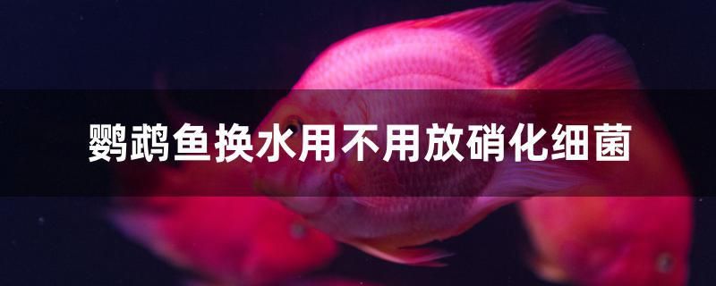 鸚鵡魚換水用不用放硝化細菌 白子黑帝王魟魚