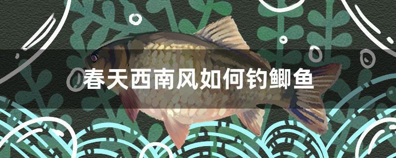 春天西南風(fēng)如何釣鯽魚(yú)