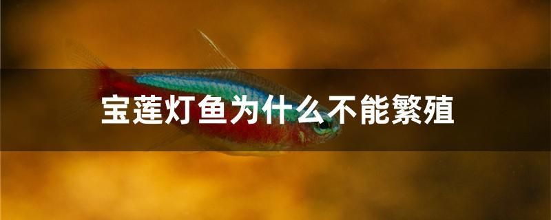 寶蓮燈魚為什么不能繁殖 魚缸風(fēng)水