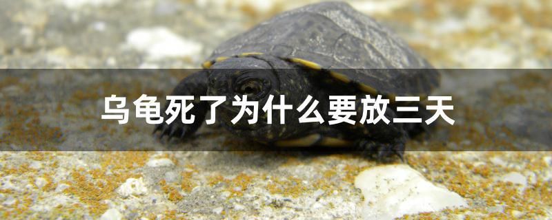 烏龜死了為什么要放三天 金龍魚糧