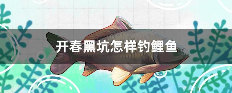 開春黑坑怎樣釣鯉魚 觀賞魚魚苗