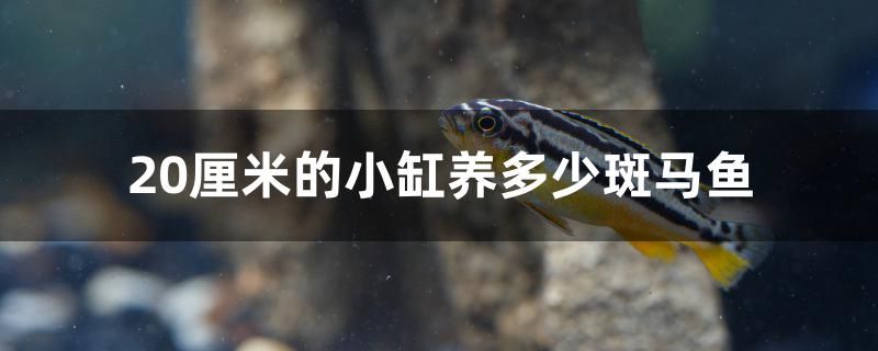 20厘米的小缸養(yǎng)多少斑馬魚 水溫計(jì)