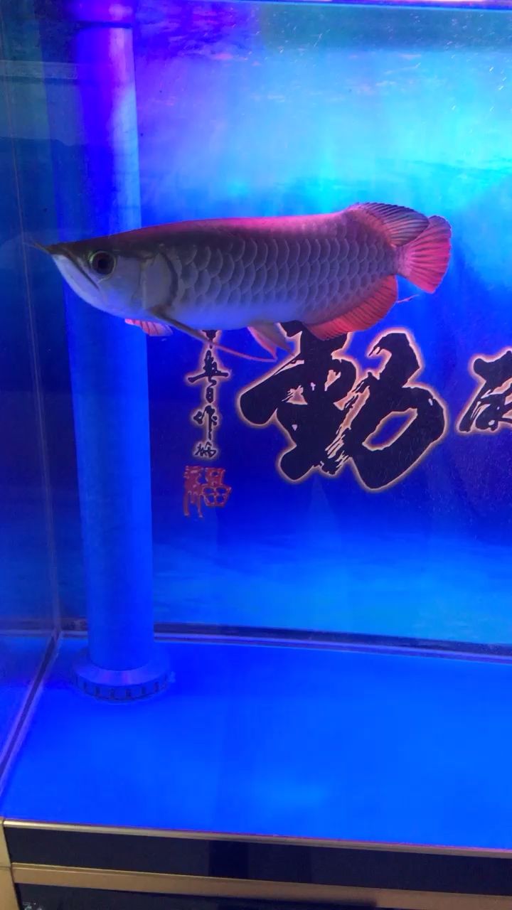 開(kāi)缸第10天剛換完水，持續(xù)觀察 觀賞魚(yú)論壇 第1張