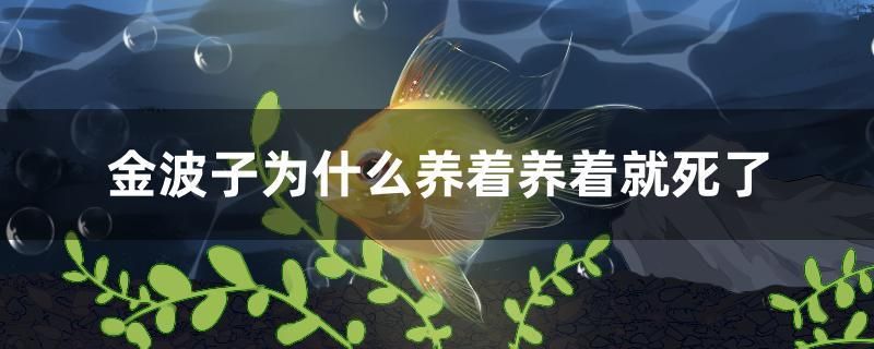 金波子為什么養(yǎng)著養(yǎng)著就死了