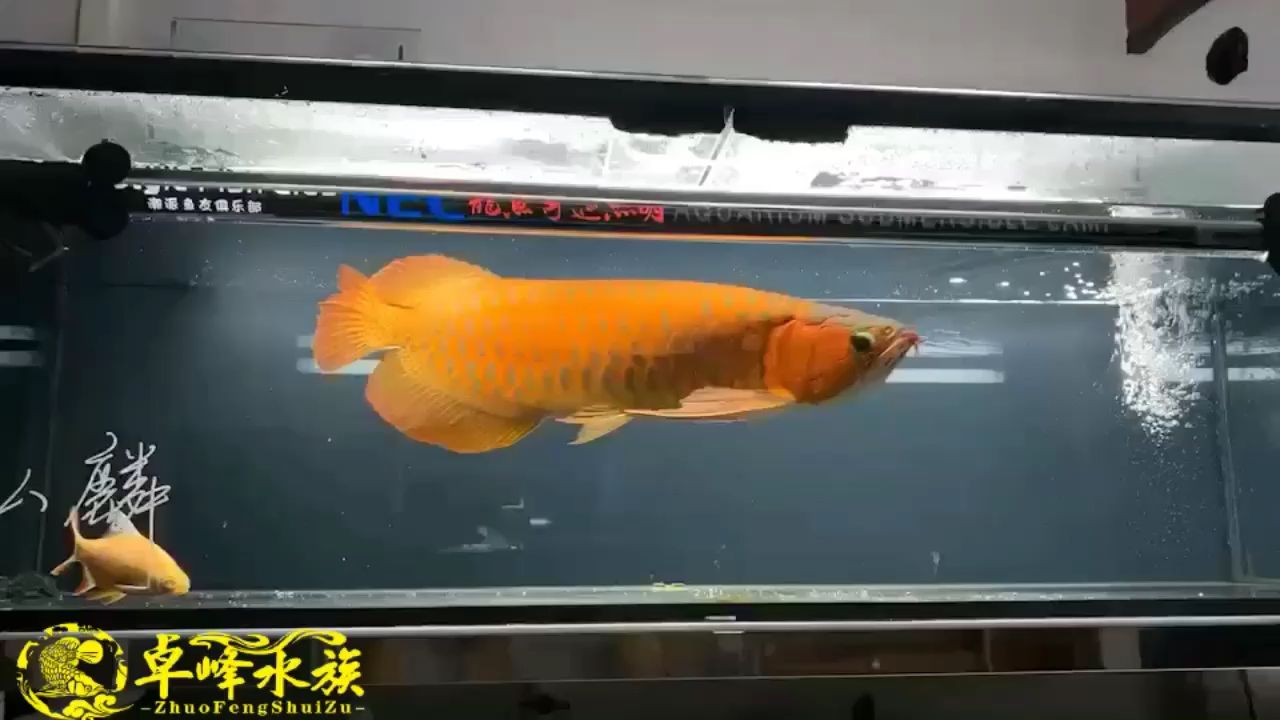 特里斯萬吉 觀賞魚論壇