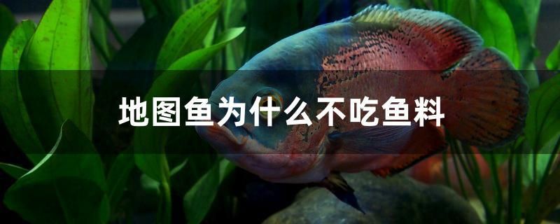 地圖魚為什么不吃魚料 水族品牌