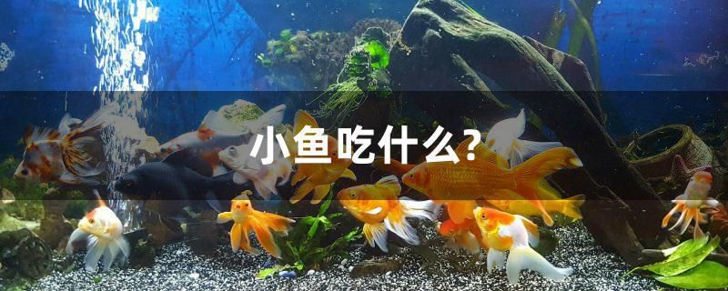 小魚吃什么？ 黃金斑馬魚