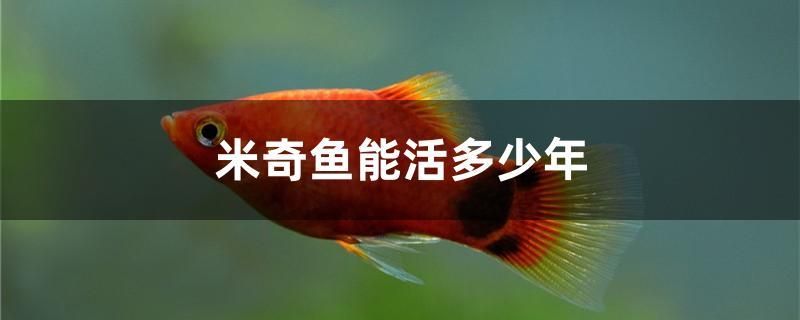 米奇魚(yú)能活多少年