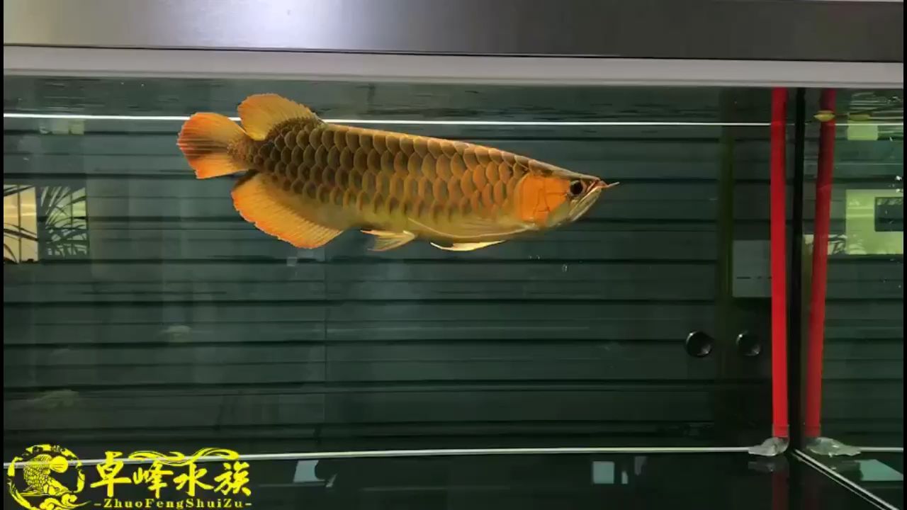 大黃 觀賞魚論壇 第1張