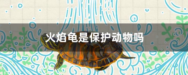 火焰龜是保護動物嗎 夢幻雷龍魚