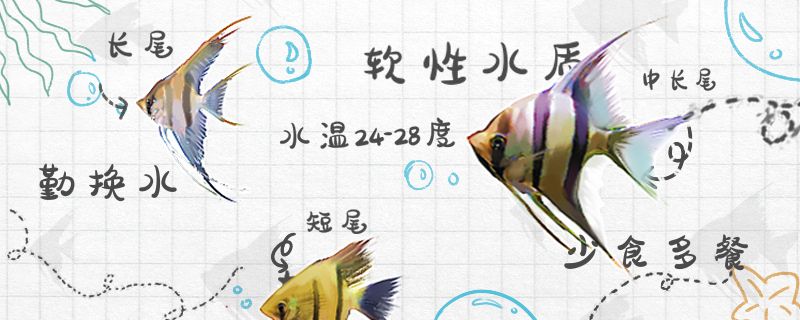 神仙魚怎么養(yǎng)不會(huì)死神仙魚的正確養(yǎng)法 白子黃化銀龍魚