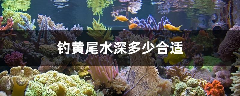 釣黃尾水深多少合適 野彩魚