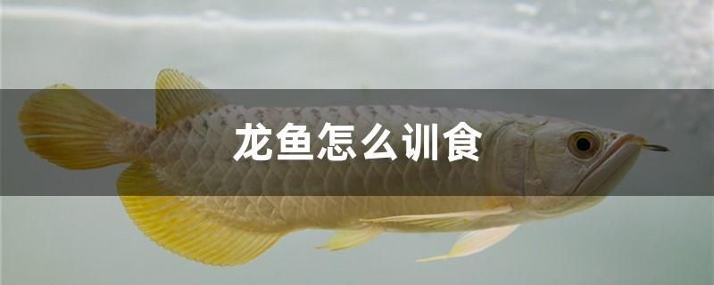 龍魚怎么訓食 魚缸清潔用具