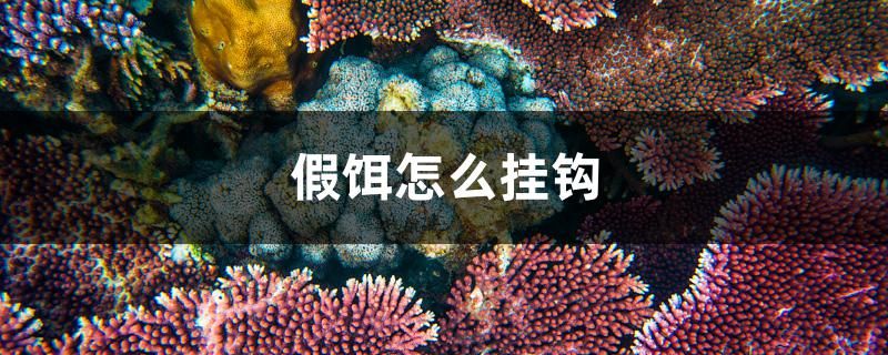 白金龍魚和金龍魚誰貴些 白金龍魚價錢 烏龜 第2張