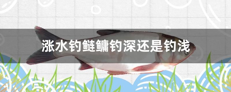 漲水釣鰱鳙釣深還是釣淺