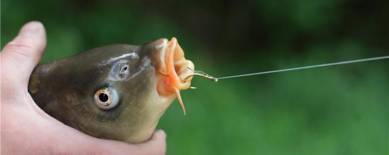 大鯉魚怎么釣用什么魚竿釣