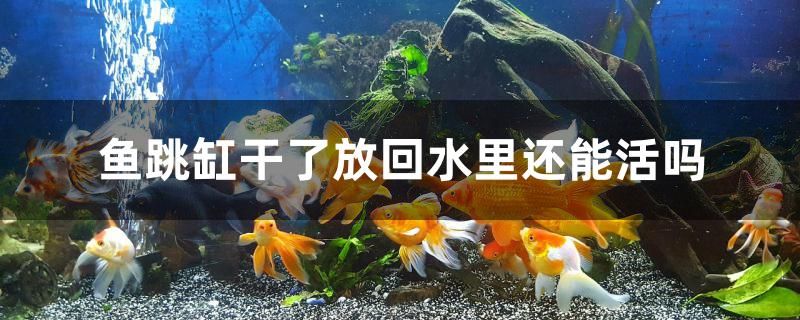 魚跳缸干了放回水里還能活嗎