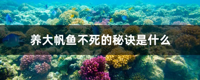 養(yǎng)大帆魚不死的秘訣是什么 大湖紅龍魚