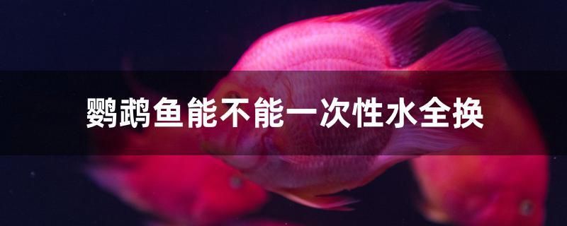 鸚鵡魚(yú)能不能一次性水全換