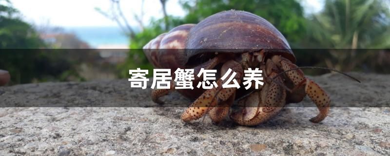 寄居蟹怎么養(yǎng) 泰國(guó)虎魚