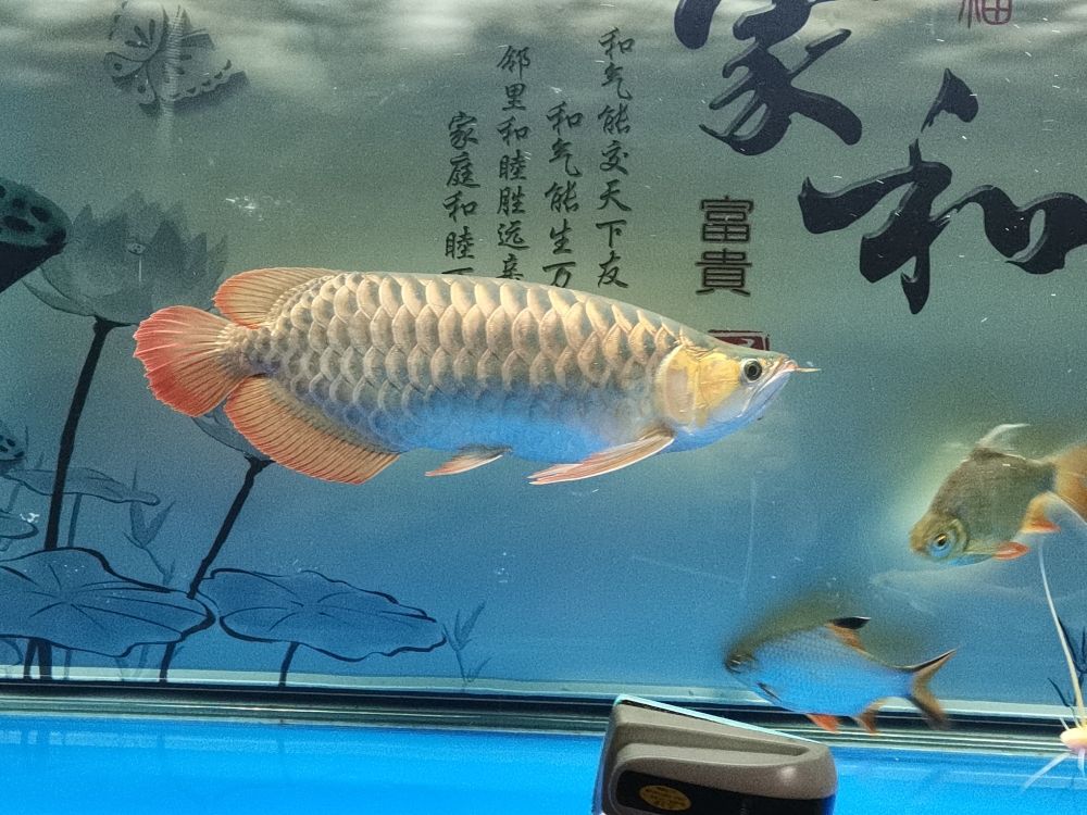 沒胃口下5號藥 觀賞魚論壇 第6張