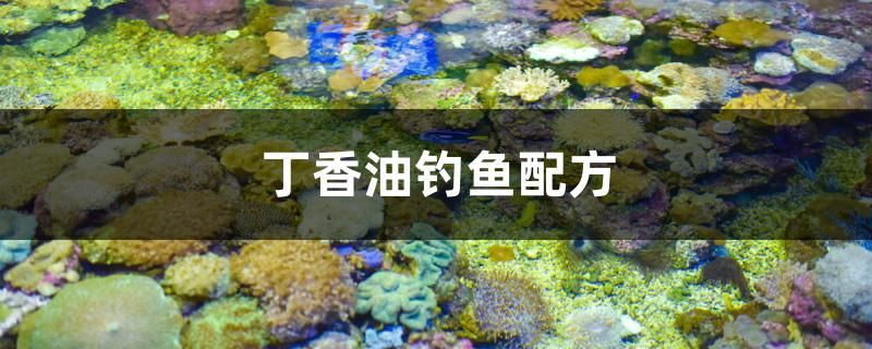 丁香油釣魚配方