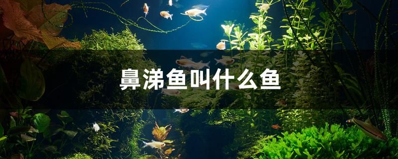 鼻涕魚叫什么魚