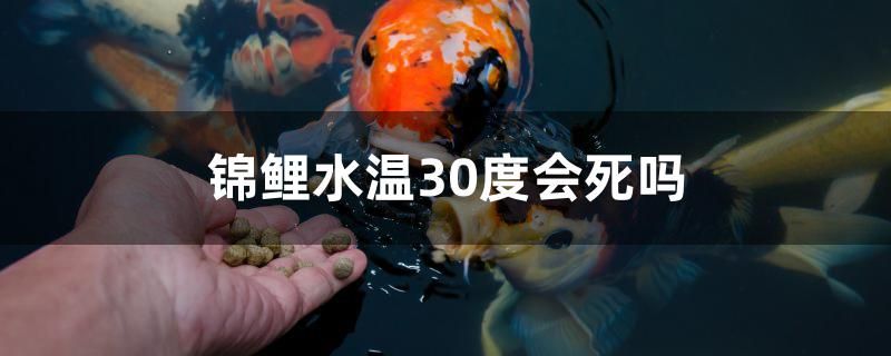 錦鯉水溫30度會(huì)死嗎 錦鯉魚(yú)