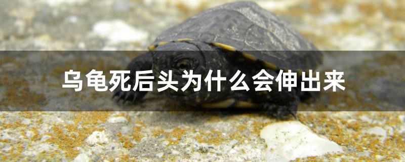 浮石怎么固定在魚缸（浮石放魚缸里面行不行） 貓貓 第2張