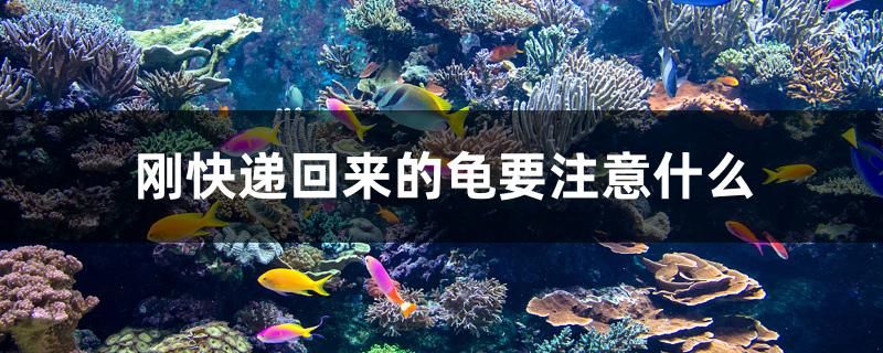 剛快遞回來的龜要注意什么