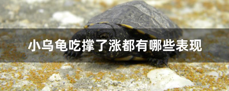 小烏龜吃撐了漲都有哪些表現(xiàn) 龍魚(yú)芯片掃碼器