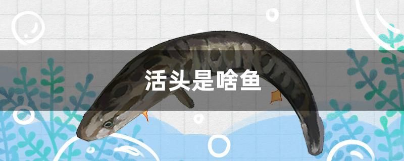 活頭是啥魚(yú) 鐵甲武士